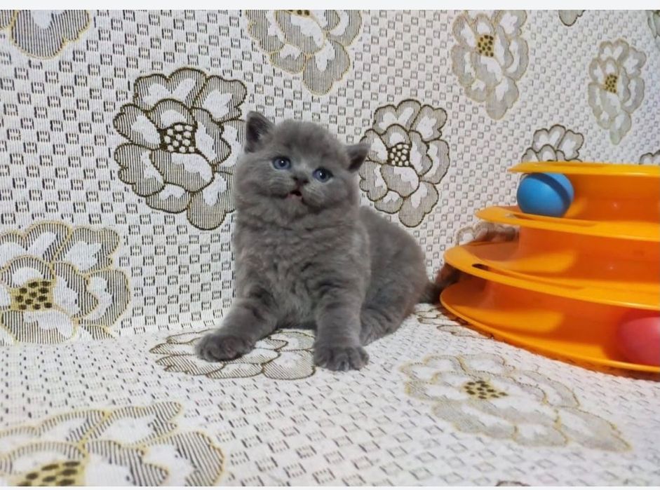 Британский серый котёнок