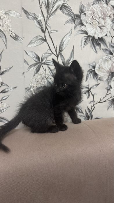 Отдам котенка девочку