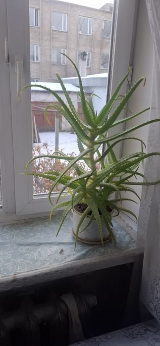 Продам алоэ вера