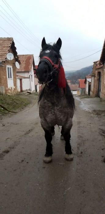 vând  un cala castrat 6 ani