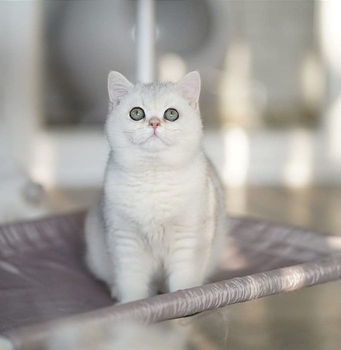 Британская кошка