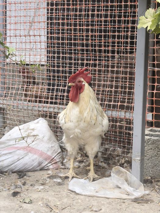 Продам петухов  на племя