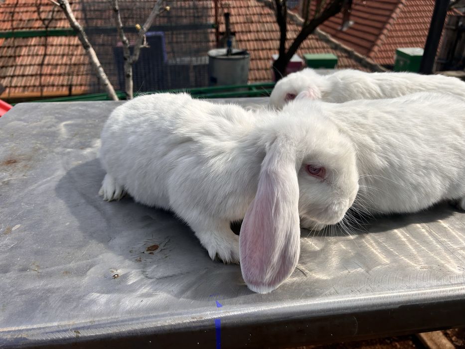 Iepuri berbec german