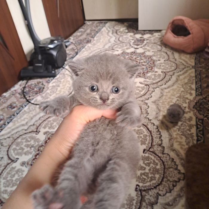 Котята от правильной вязки