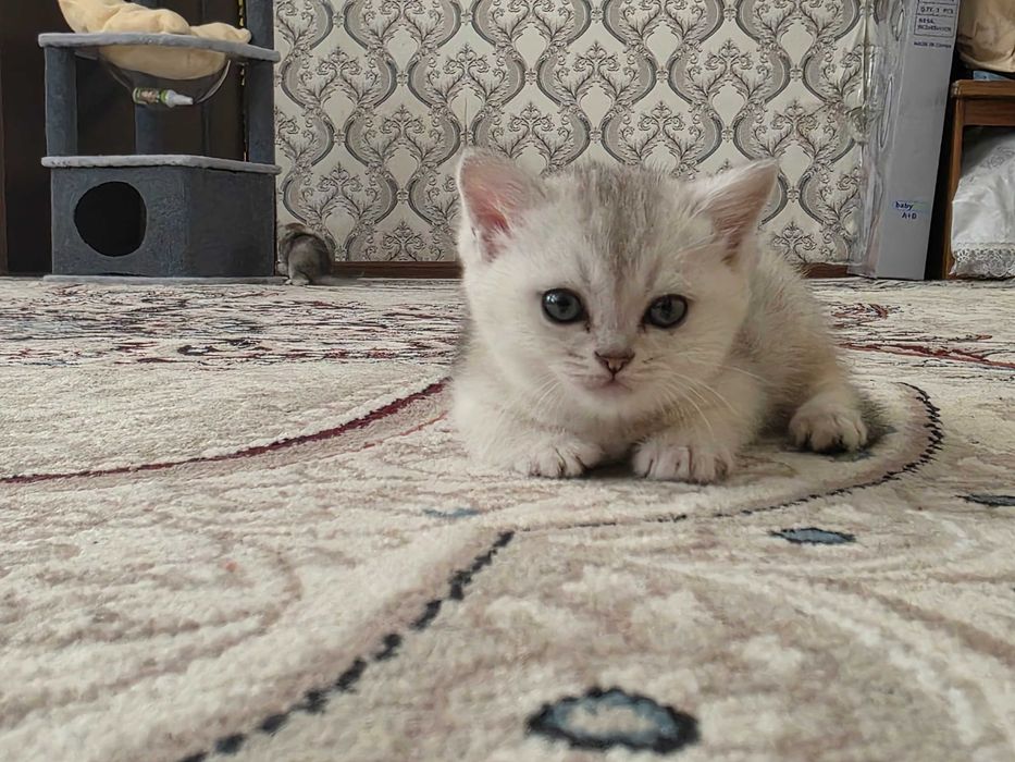 Продается Котята