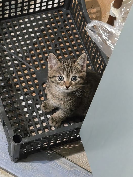 Котенок в добрые руки
