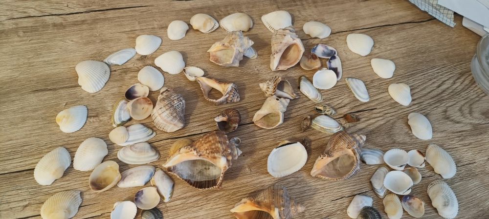 Scoici naturale pentru decor