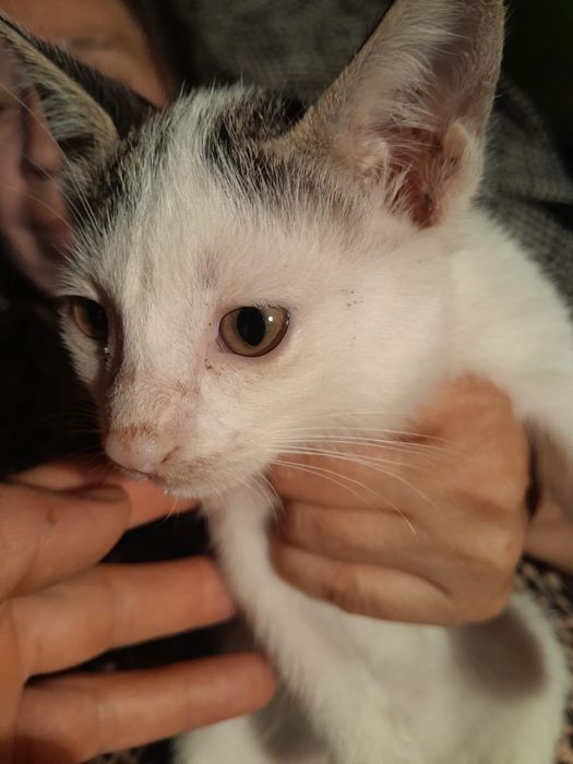 Отдам котят в хорошие добрые руки