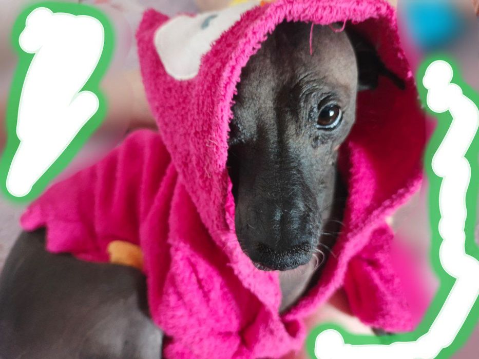 Иннокентий ищет даму сердца