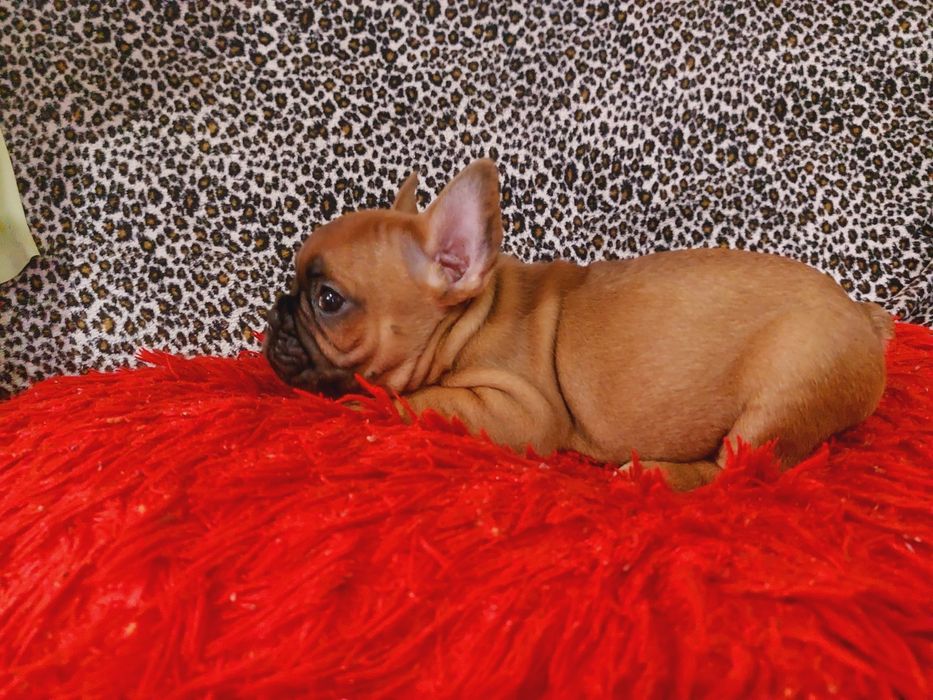 Щенки французского бульдога