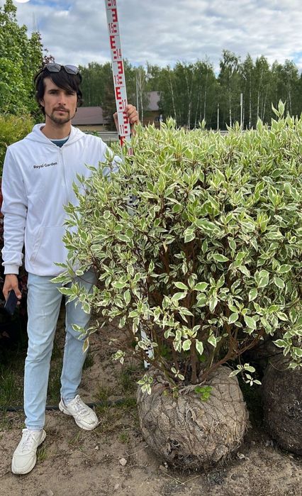 Ель газон саженцы