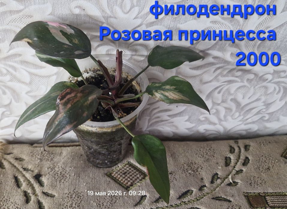 Цветы на продажу