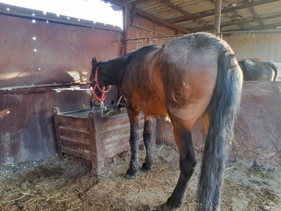 Бие сатылады сатылады