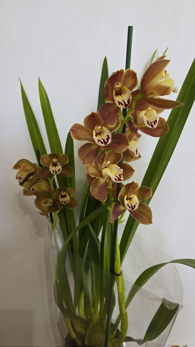 Орхидея Цимбидиум