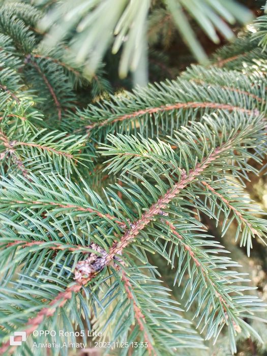 Продам  елку очень красивая