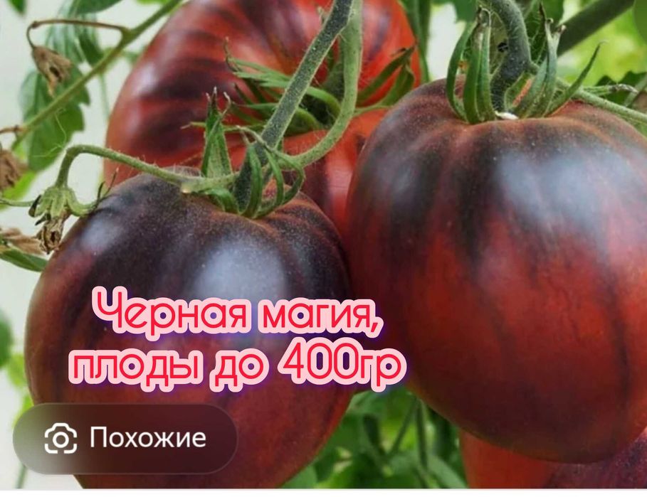 Продам рассаду капусты и помидор