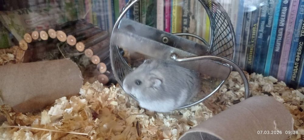 Подарявам хамстер