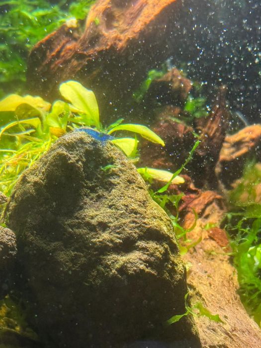 Creveti blue dream neocaridina acvariu