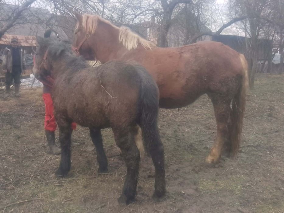 De vânzare iapă gestantă în 7 luni și mânzucă de 8 luni