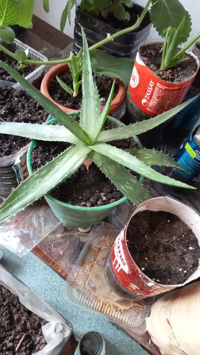 Продам алоэ Вера ,лекарственный