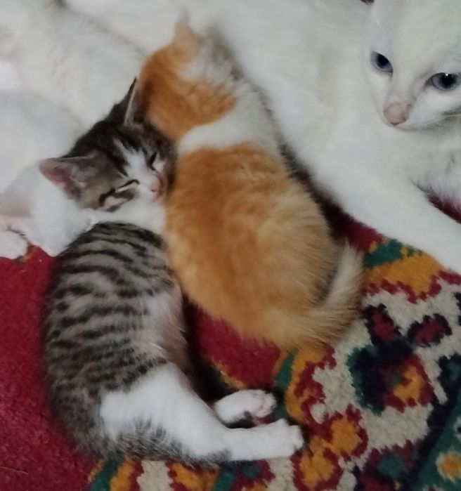 Отдам котят в хорошие ручки