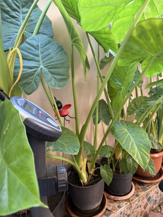 Plante ghiveci colocasia leandru trandafir