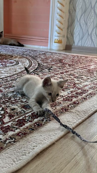 Продается сиамский котенок