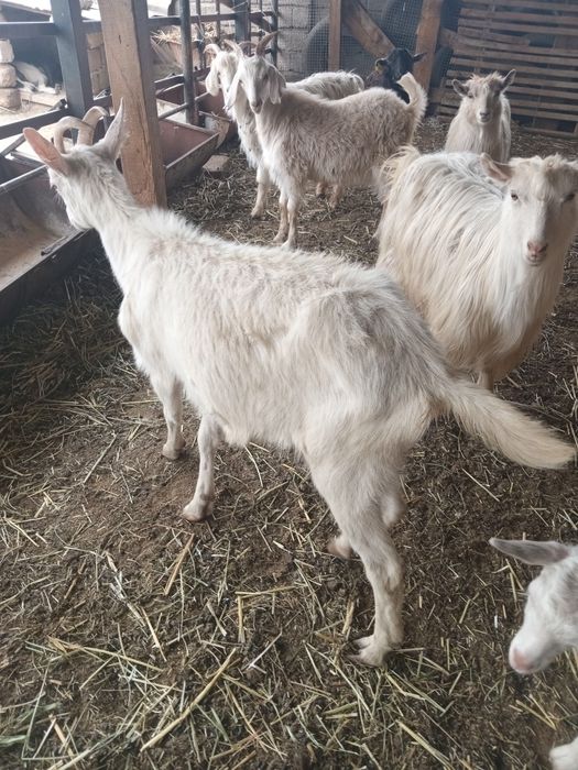 Ешкілер сатылады.