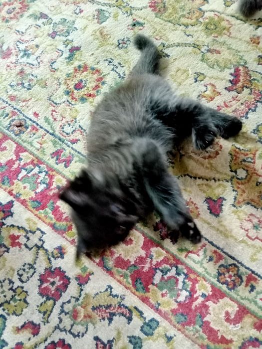 Отдам  милых котят