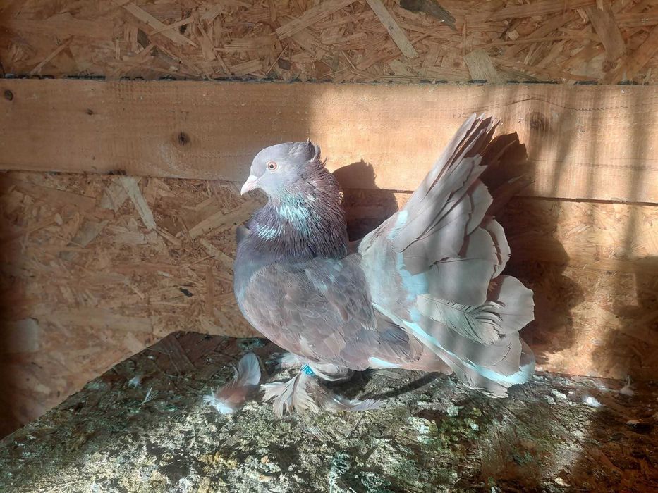 Femele voltat indian si pereche voiajori