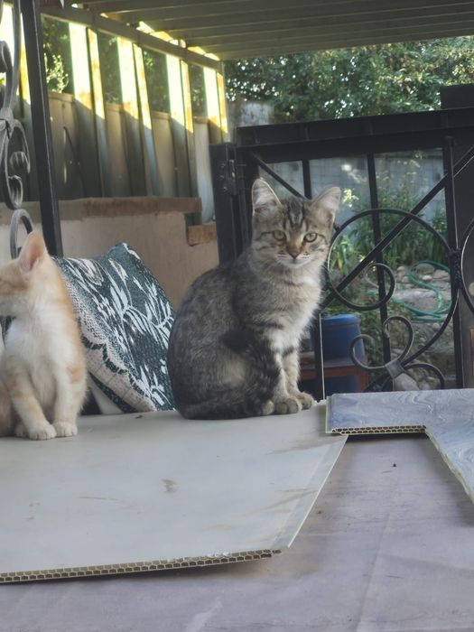 Отдам котят в хорошие руки