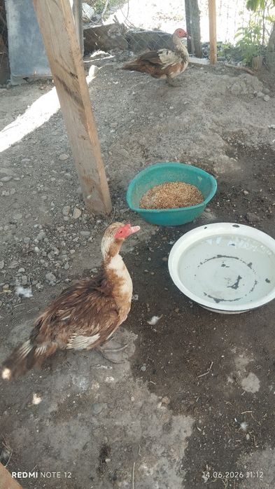 В продажи имеются шипуны