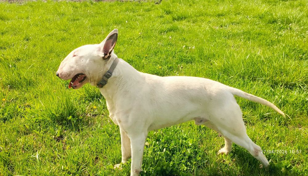 Pui Bull terrier