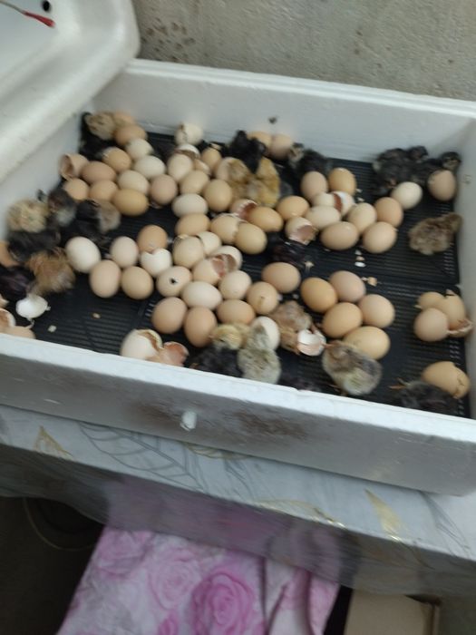 Цыплята суточные.