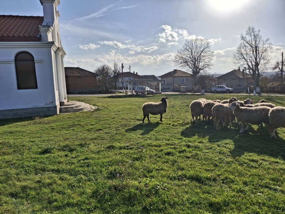 Овце  и кочове   добре  гледани