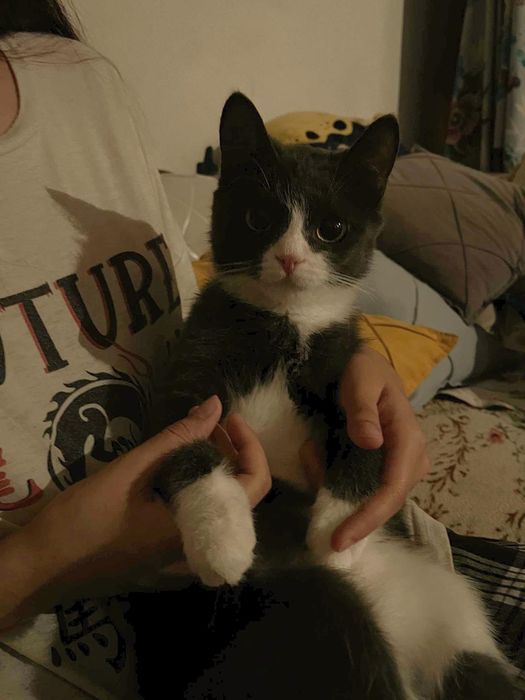 Отдам котёнка в добрые руки