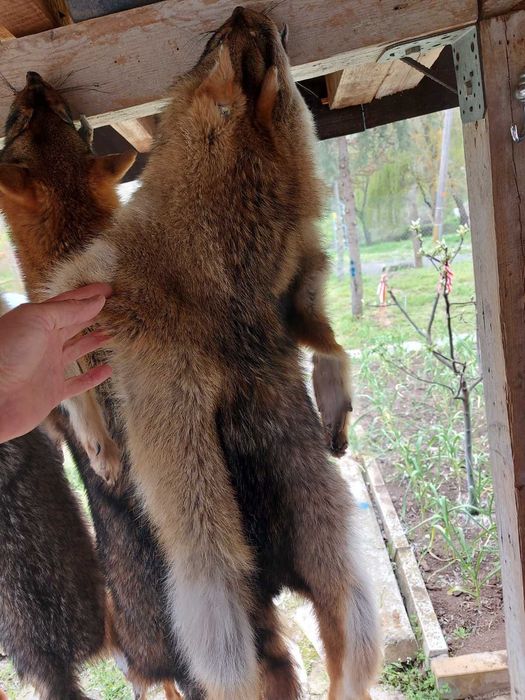 Кожа на чакал уникат