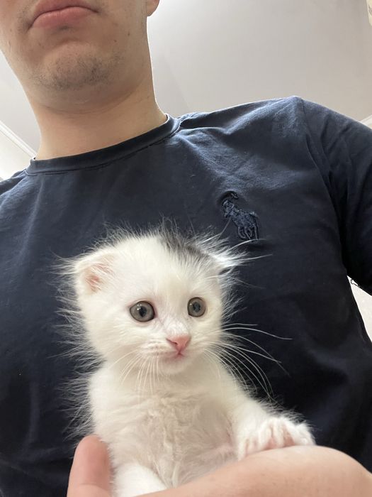 Scottish Fold, oʻgil bola