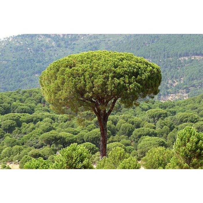 Pinus Pinea (средиземноморски бор)