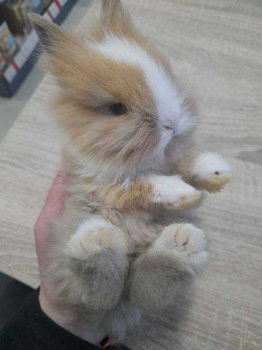 Декоративни мини зайчета на 1 месец