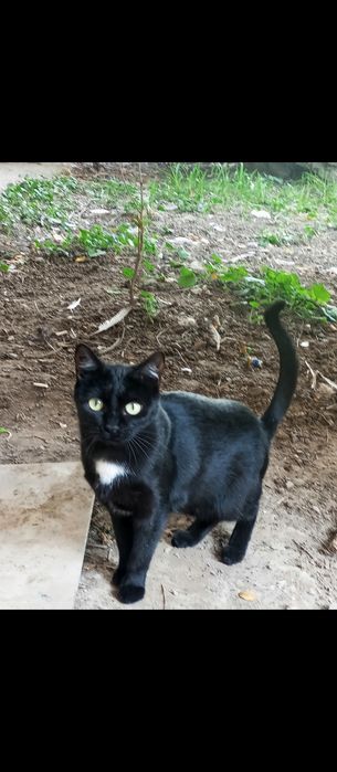 Отдается чёрная красавица