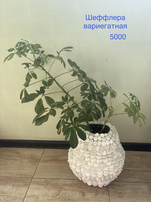 Комнатные растения