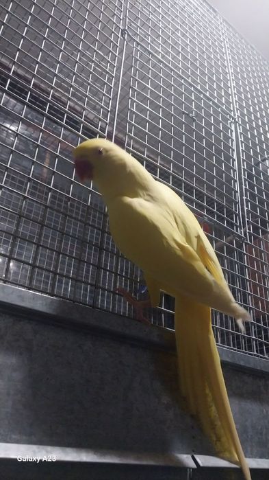 Ожреловий попугай