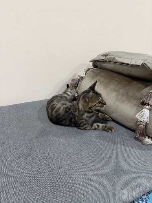 Bengal mushugi 1 yosh, qiz bola