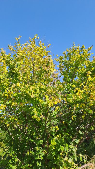 Продам дачу 7.5 соток район телецентра