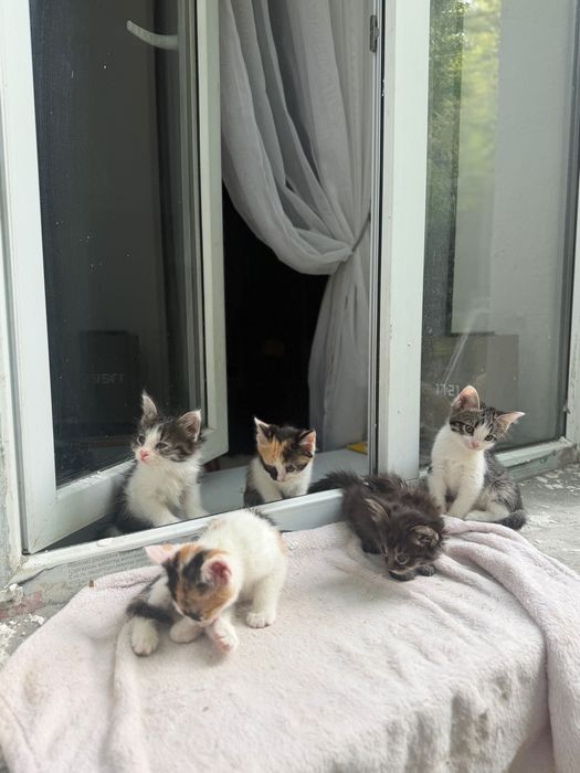 Котята в хорошие руки