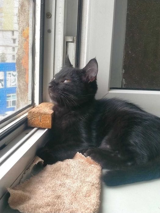 Котята . возраст  3мес.