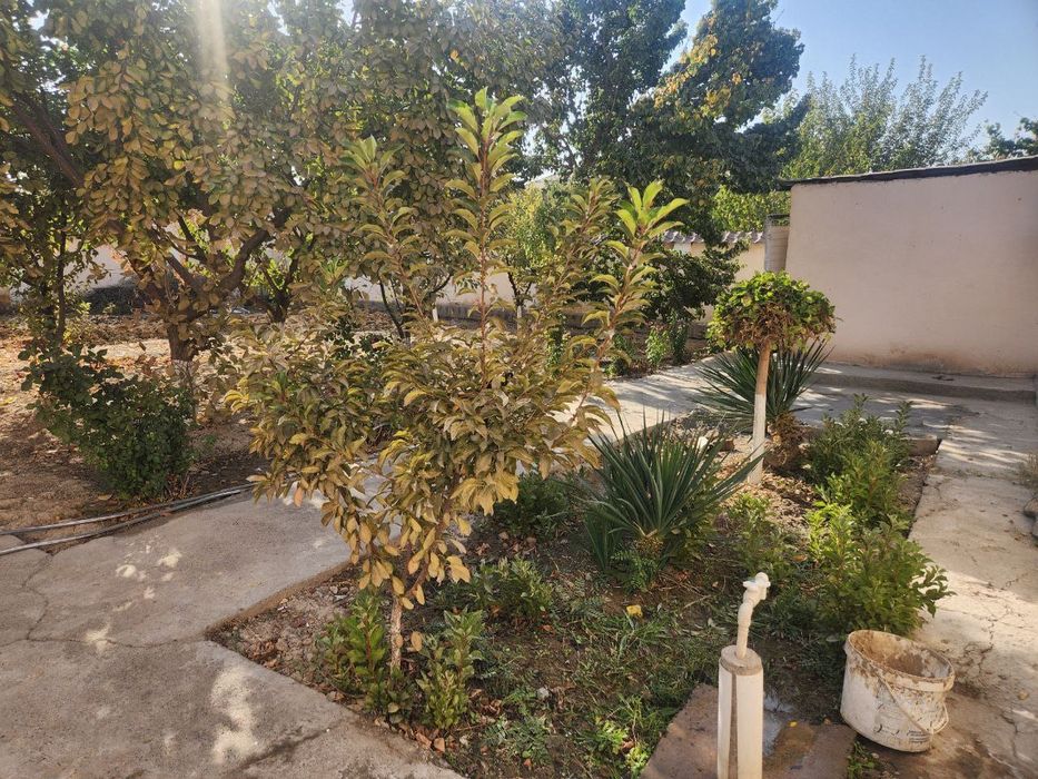 6-sotokli kotej sobir raximov