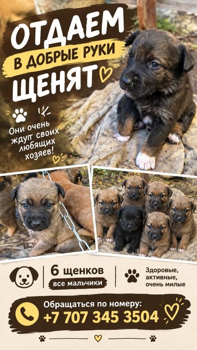 Отдаем в добрые руки щенят!