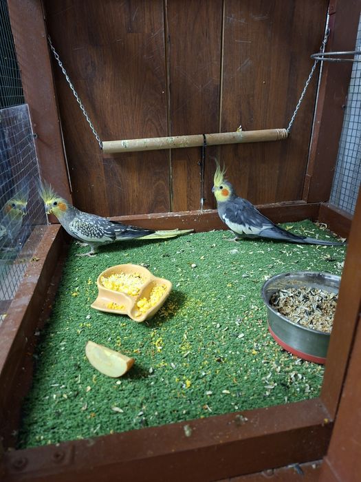 Perechi nimfe mature si pui